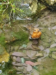 Erithacus rubecula