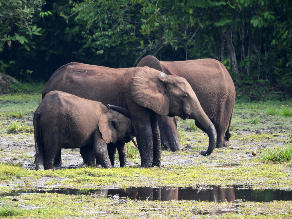 African Forest Elephant