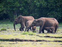 Loxodonta cyclotis