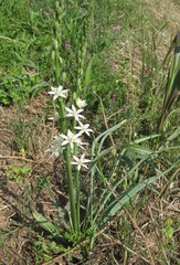 Ornithogalum narbonense