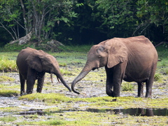 Loxodonta cyclotis