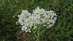 Lepidium draba