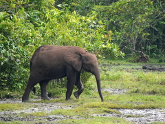 Loxodonta cyclotis