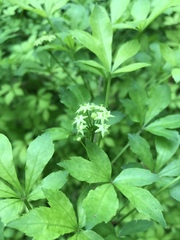 Eleutherococcus sieboldianus