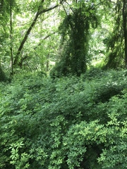 Eleutherococcus sieboldianus