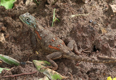 Agama lionotus