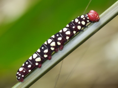 Pyrrhochalcia iphis