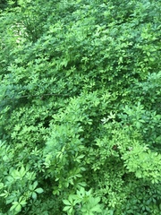 Eleutherococcus sieboldianus