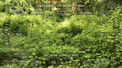 Eleutherococcus sieboldianus