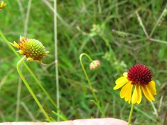 Helenium amarum badium