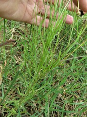 Helenium amarum badium