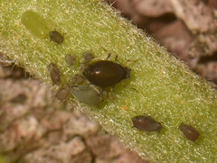 Aphis hederae