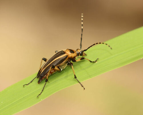 Leptura abdominalis