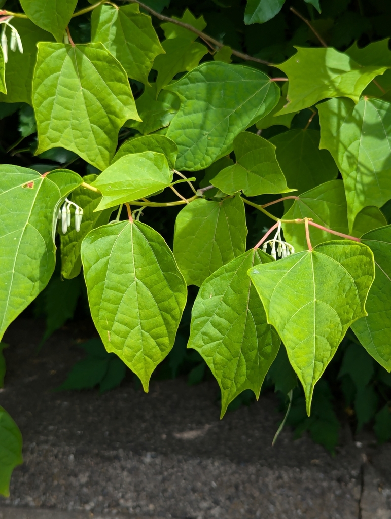 Lăng quăng – Alangium chinense