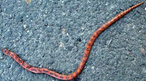 Blotched Hooknose Snake, Ficimia publia