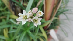 Nothoscordum gracile