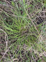 Carex