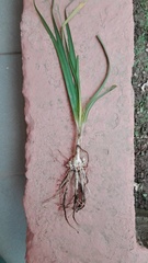 Nothoscordum gracile