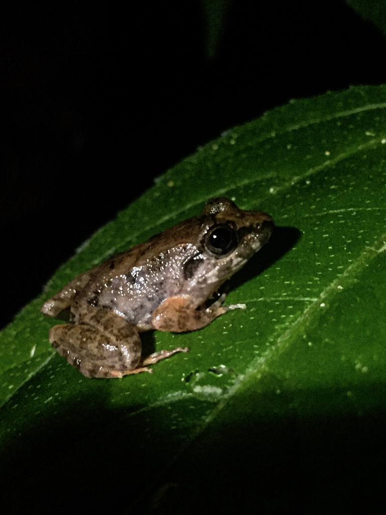Common Pond Frog