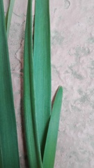 Nothoscordum gracile