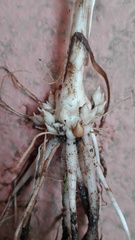 Nothoscordum gracile