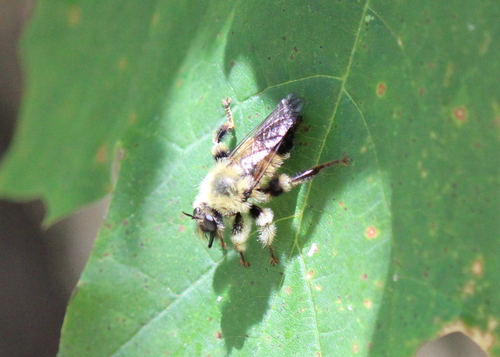 Yellow-waisted Laphria photo 2