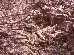 Ctenosaura macrolopha