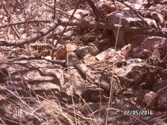 Ctenosaura macrolopha