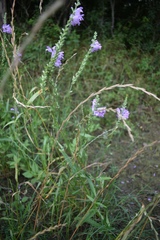 Physostegia intermedia