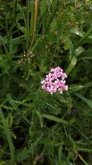 Achillea roseo-alba