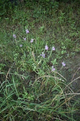 Physostegia intermedia