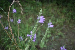 Physostegia intermedia