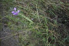 Physostegia intermedia