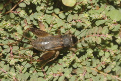 Gryllus assimilis
