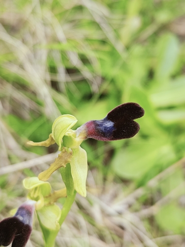 Image of Ophrys atlantica by (c) Karim Haddad, some rights reserved (CC BY)