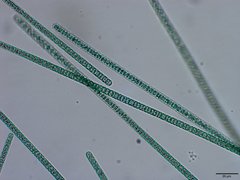 Planktothrix isothrix