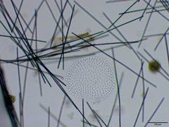 Planktothrix isothrix