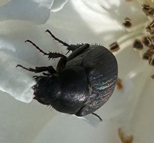 Serica anthracina observed 2024-06-19