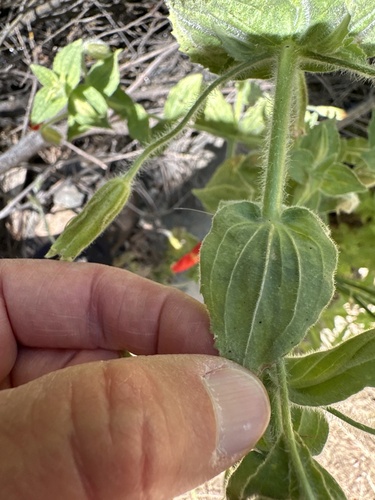 Monkeyflower (Scarlet) seedling