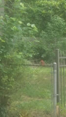 Cardinalis cardinalis