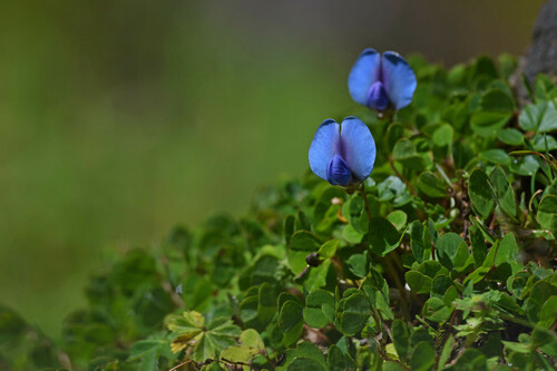 Parochetus africanus