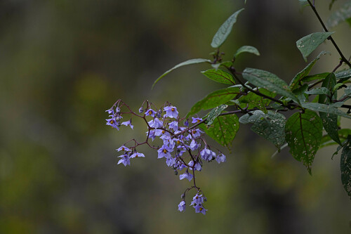 Solanum runsoriense