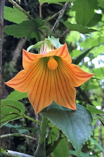 Canarina eminii