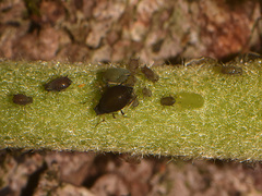 Aphis hederae