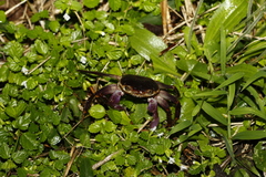 Geograpsus grayi
