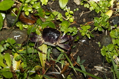 Geograpsus grayi