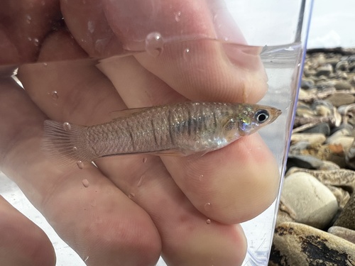 Barred livebearer (Poeciliopsis turrubarensis) — Poeciliidae — 5