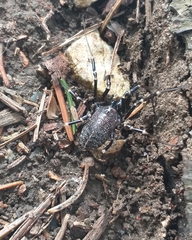 Egaenus convexus