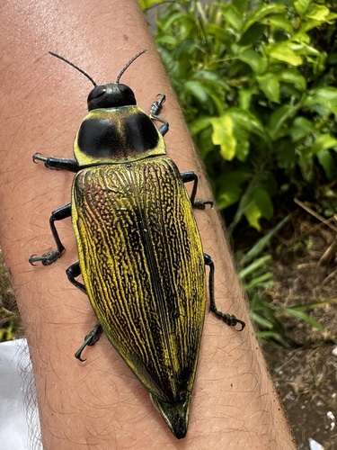 Ceiba Borer photo 3