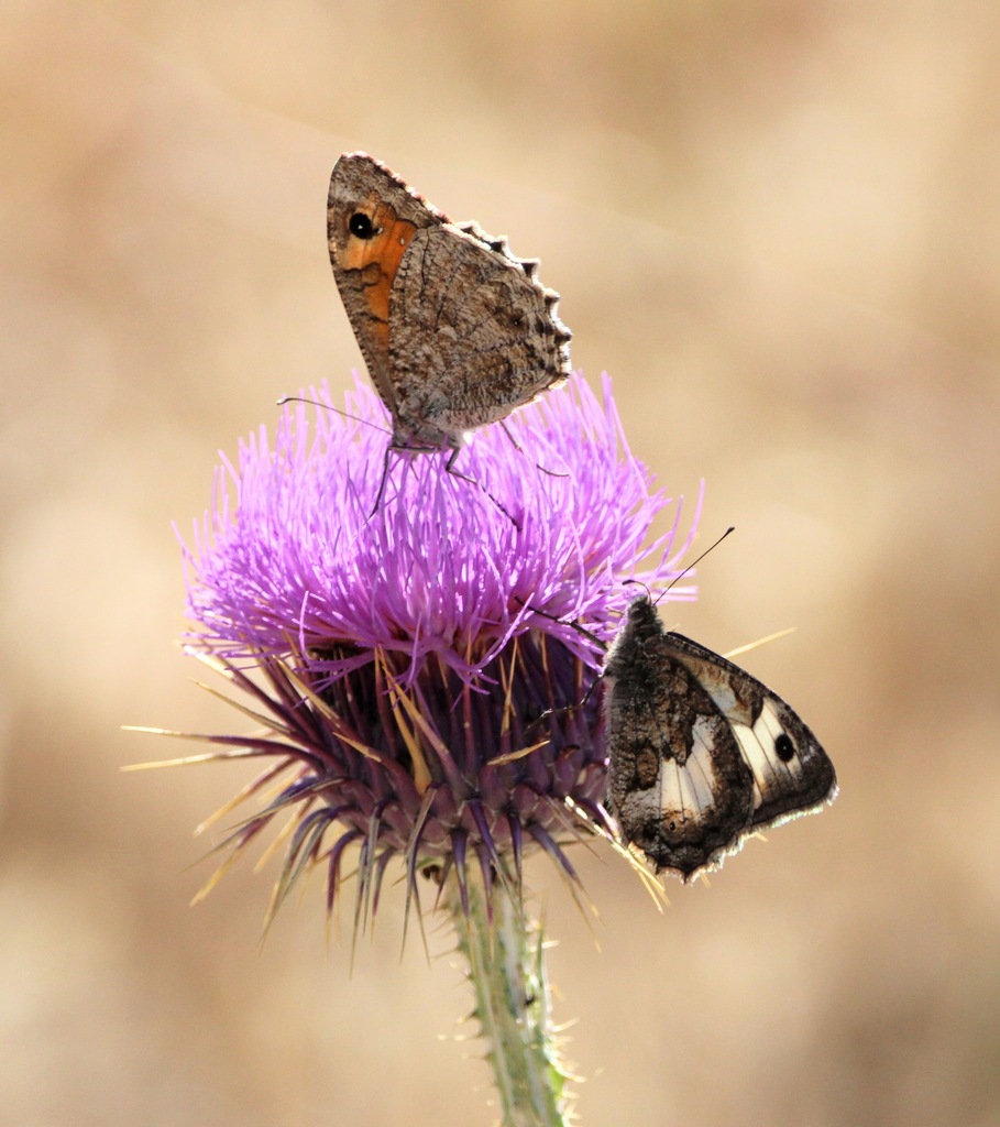 White-banded Grayling